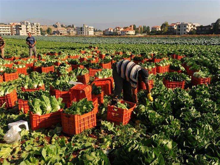 جدول مواعيد زراعة المحاصيل الزراعية في مصر